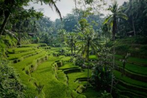 Bali Altın Paket Turu
